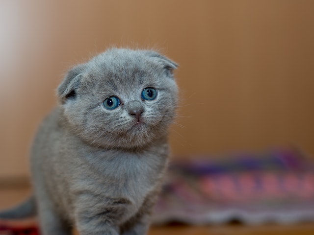 Muestra un gato para adoptar