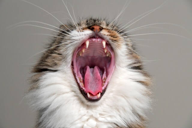 Muestra un gato para adoptar
