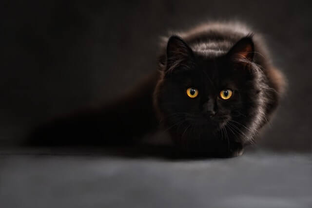 Muestra un gato para adoptar