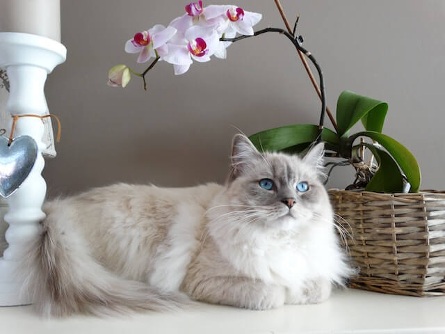 Muestra un gato para adoptar