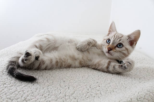Muestra un gato para adoptar