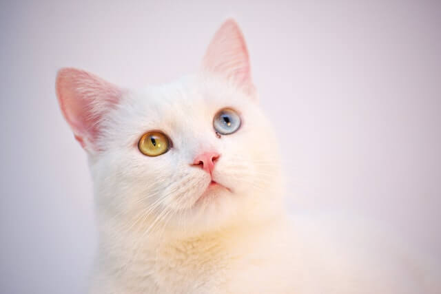 Muestra un gato para adoptar