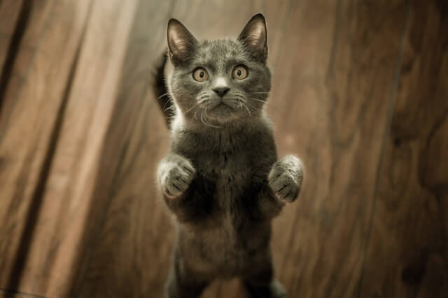 Muestra un gato para adoptar