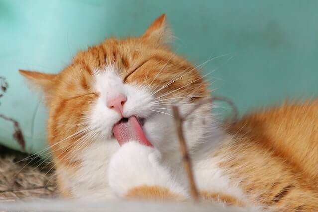 Muestra un gato para adoptar