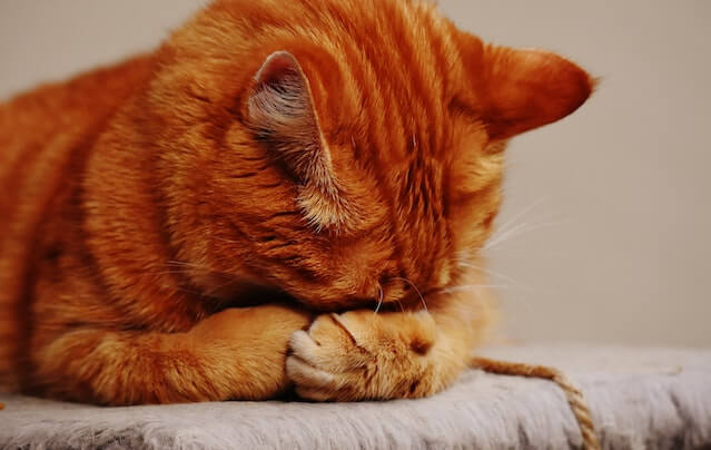 Muestra un gato para adoptar