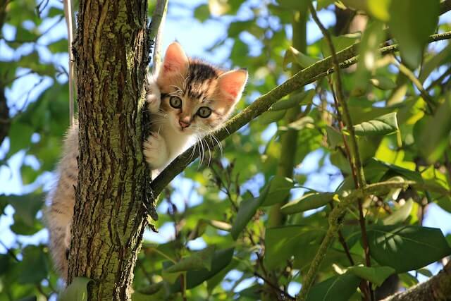 Muestra un gato para adoptar