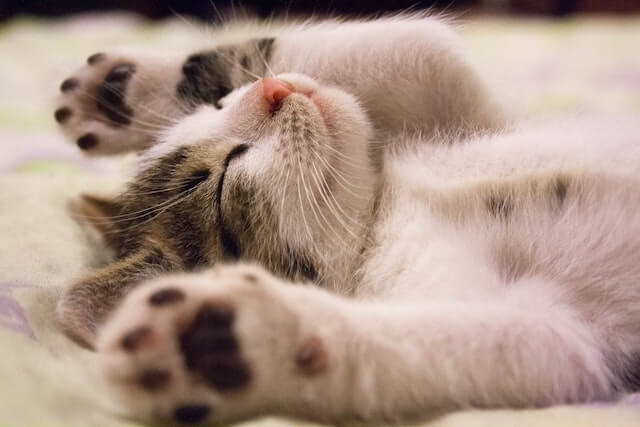 Muestra un gato para adoptar
