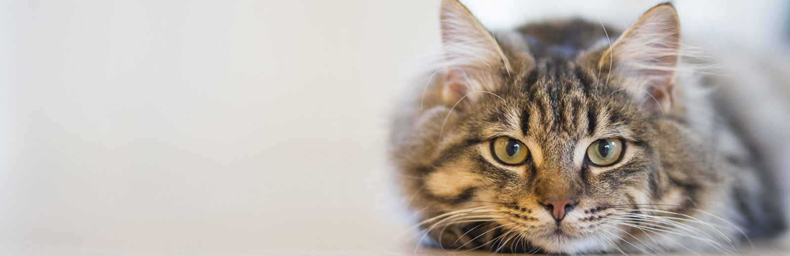 Muestra el banner de la página web, un gato con un florero