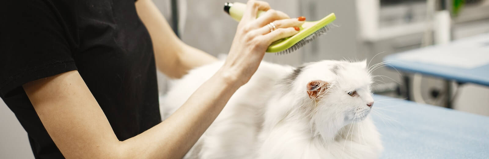 Muestra el banner de la página web, un gato con un florero