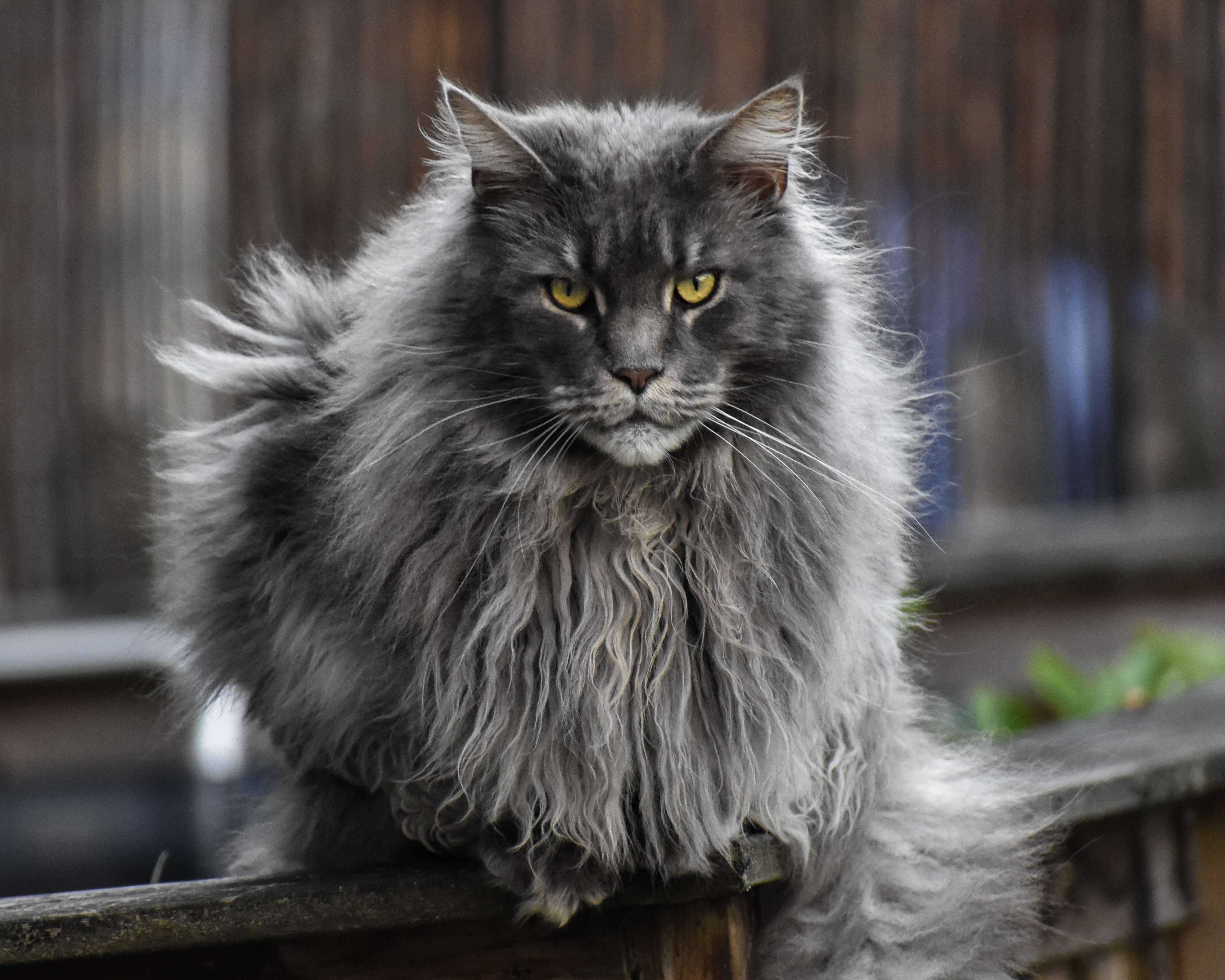 muestra un gato de raza main coon