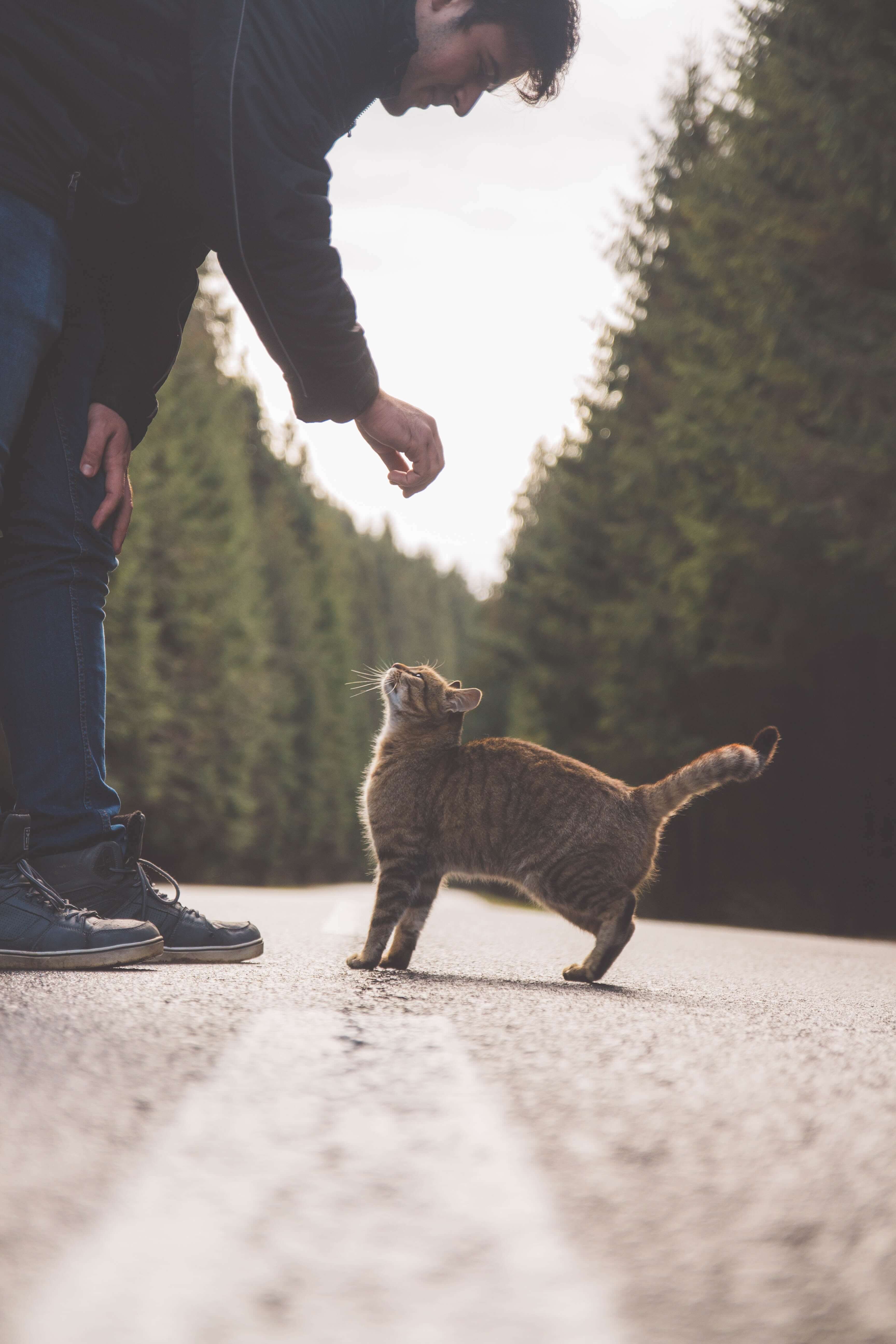 muestra un hombre y un gato