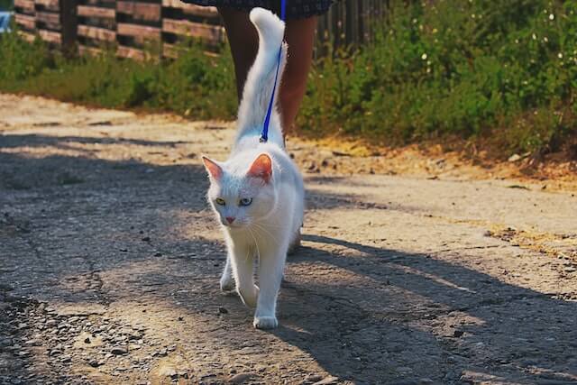 muestra un gato y un collar