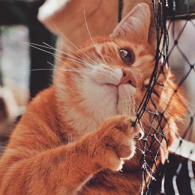 muestra una malla para Gatos