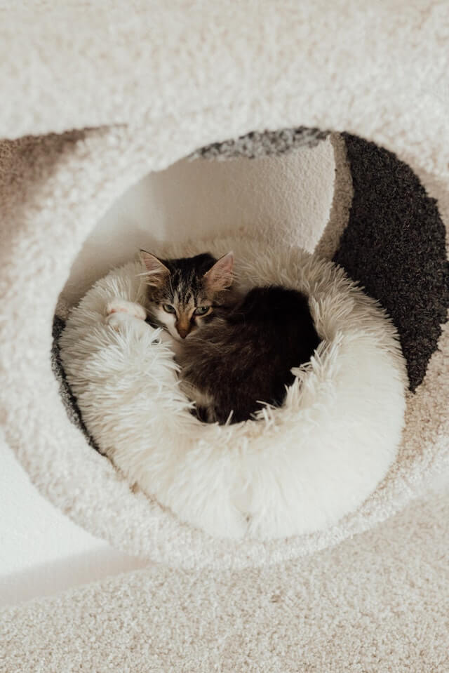 muestra una cama con un gato adentro